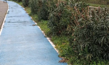 Десетгодишните леандри искастрени долж патеката од Нов до Стар Дојран