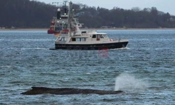 Обиди да се спаси насукан кит на германскиот брег