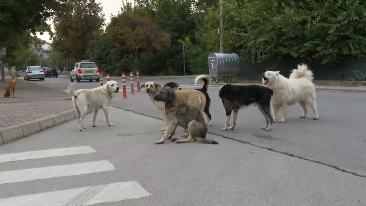 Во Пробиштип труење на бездомни животни, проблемот ќе се решава со изградба на регионален стационар