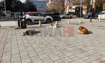 Зголемен број бездомни кучиња во Куманово