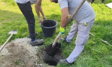 Нови садници на повеќе локации во Кочани