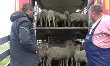 Македонското јагне се бара на европскиот пазар за Велигден, по подолго време се купуваат и поголемите јагниња