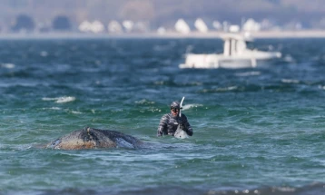 Китот кој со денови беше насукан кај брегот на Германија, повторно пронајден заглавен
