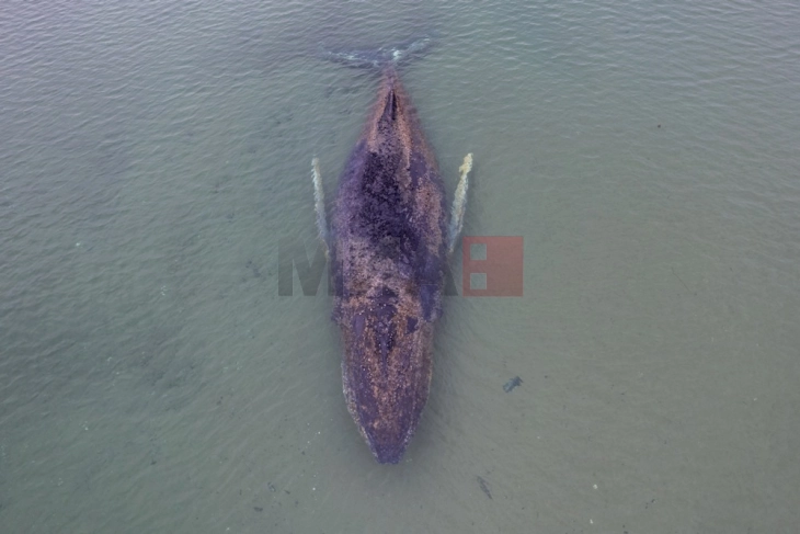 Китот кој беше насукан кај Германија со денови, повторно е слободен