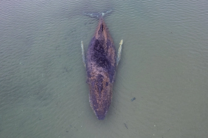 Whale stranded off Germany for days free again