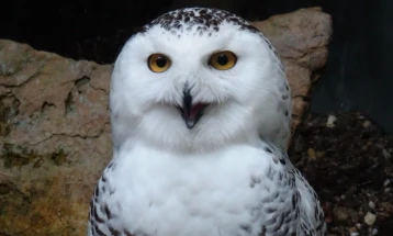 КОП 15 во Бразил: Земјите со законска обврска за обновување на хабитатите на загрозените видови