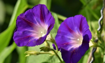 Научно истражување: Цвеќињата имаат „биолошки часовник“, усогласен со потребите на инсектите