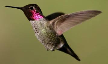 Колибрите пијат голема количина алкохолен нектар, но се чини, не се опиваат