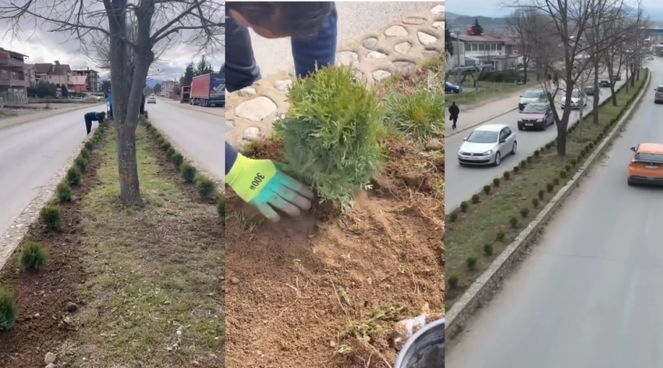 Над 500 нови садници во центарот на Делчево