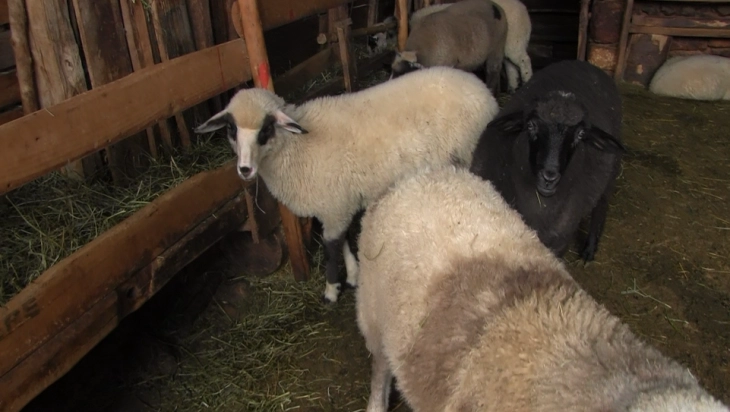 МЗШВ: Исплатени над 1 милијарда денари поддршка за овчарството