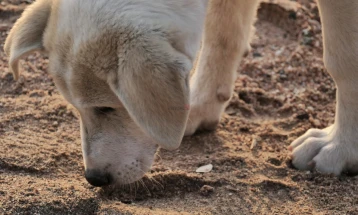 Истанбулските власти наредија до крајот на мај да бидат отстранети сите кучиња-скитници од улиците