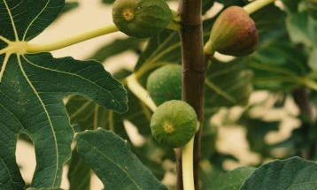 Експертите предупредуваат: Смоквата не е безбедна за садење близу домот