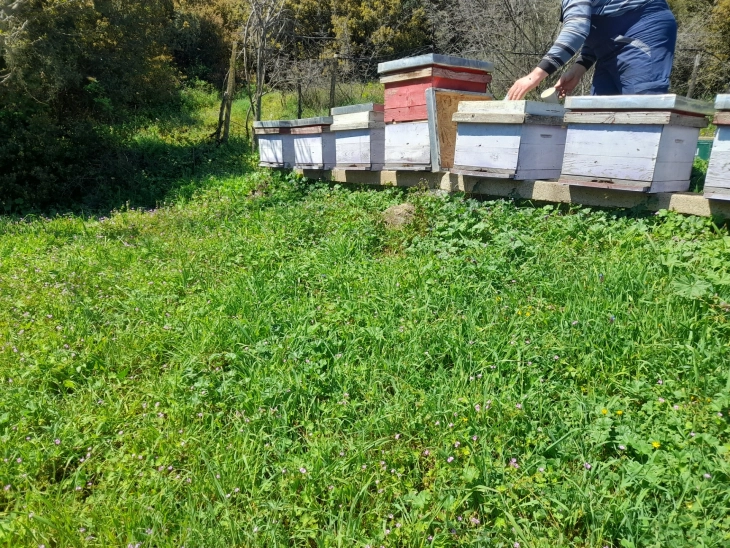 Дојранските пчелари се жалат за номадско пчеларење во нивниот регион