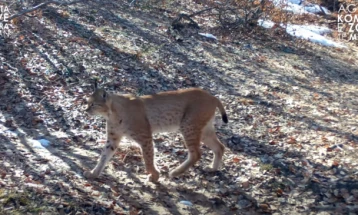 Балканскиот рис повторно фотографиран во Националниот парк 