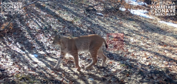 Rrëqebulli i Ballkanit përsëri fotografohet në Parkun Kombëtar 