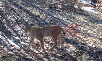 Rrëqebulli i Ballkanit përsëri fotografohet në Parkun Kombëtar 