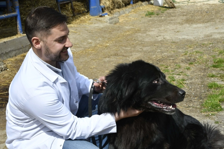 Macedonian shepherd dog Karaman recognized by FCI