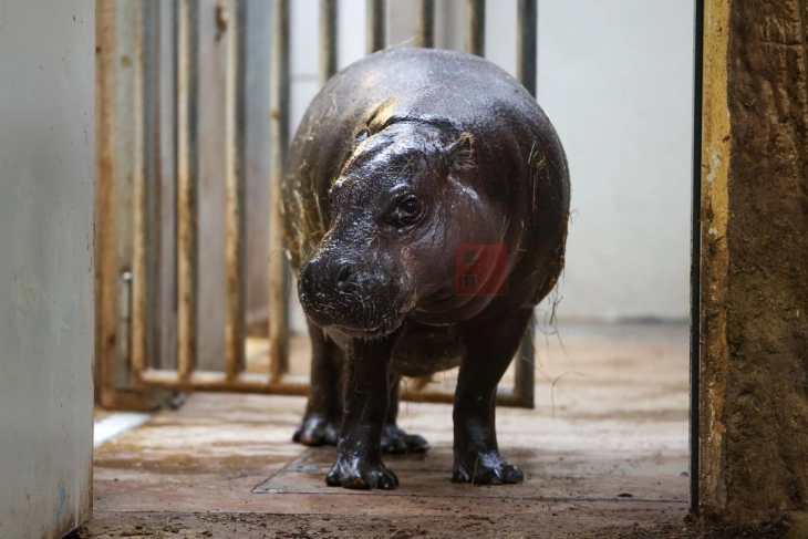 Властите во Колумбија ќе ги успиваат нилските коњи на Ескобар поради зголемувањето на популацијата