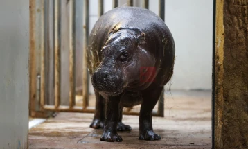 Властите во Колумбија ќе ги успиваат нилските коњи на Ескобар поради зголемувањето на популацијата