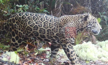 Нова надеж за загрозениот див свет: Редок јагуар повторно забележан во планините на Хондурас