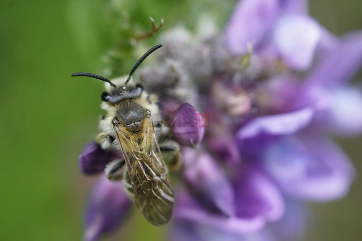 Под гробишта во Итака живеат 5,5 милиони пчели кои формирале огромен „подземен град“