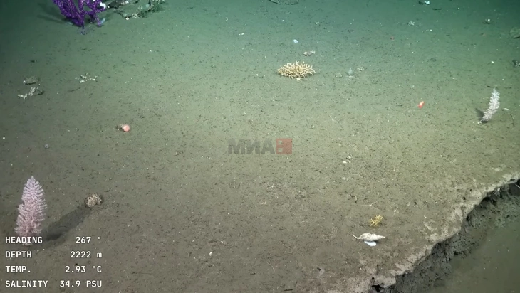 Експедиција откри повеќе од 100 потенцијално нови видови на подводните планини кај Чиле