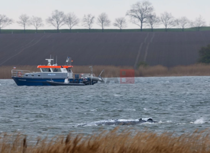 Грбавиот кит, кој беше заглавен кај германскиот брег на Балтичкото Море, почна да плива
