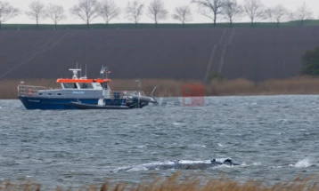 Грбавиот кит, кој беше заглавен кај германскиот брег на Балтичкото Море, почна да плива