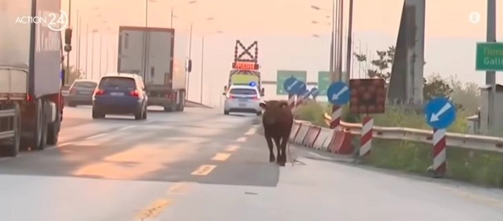 Изгубен бик на автопат во близина на Солун