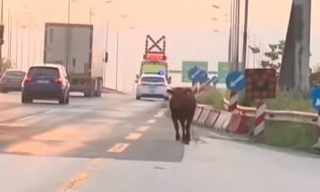 Изгубен бик на автопат во близина на Солун