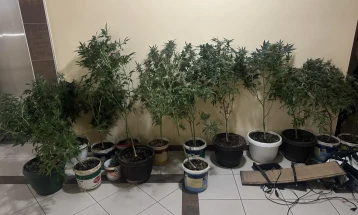 Претрес во Скопје, пронајдена дрога и насади со канабис, лишено од слобода едно лице